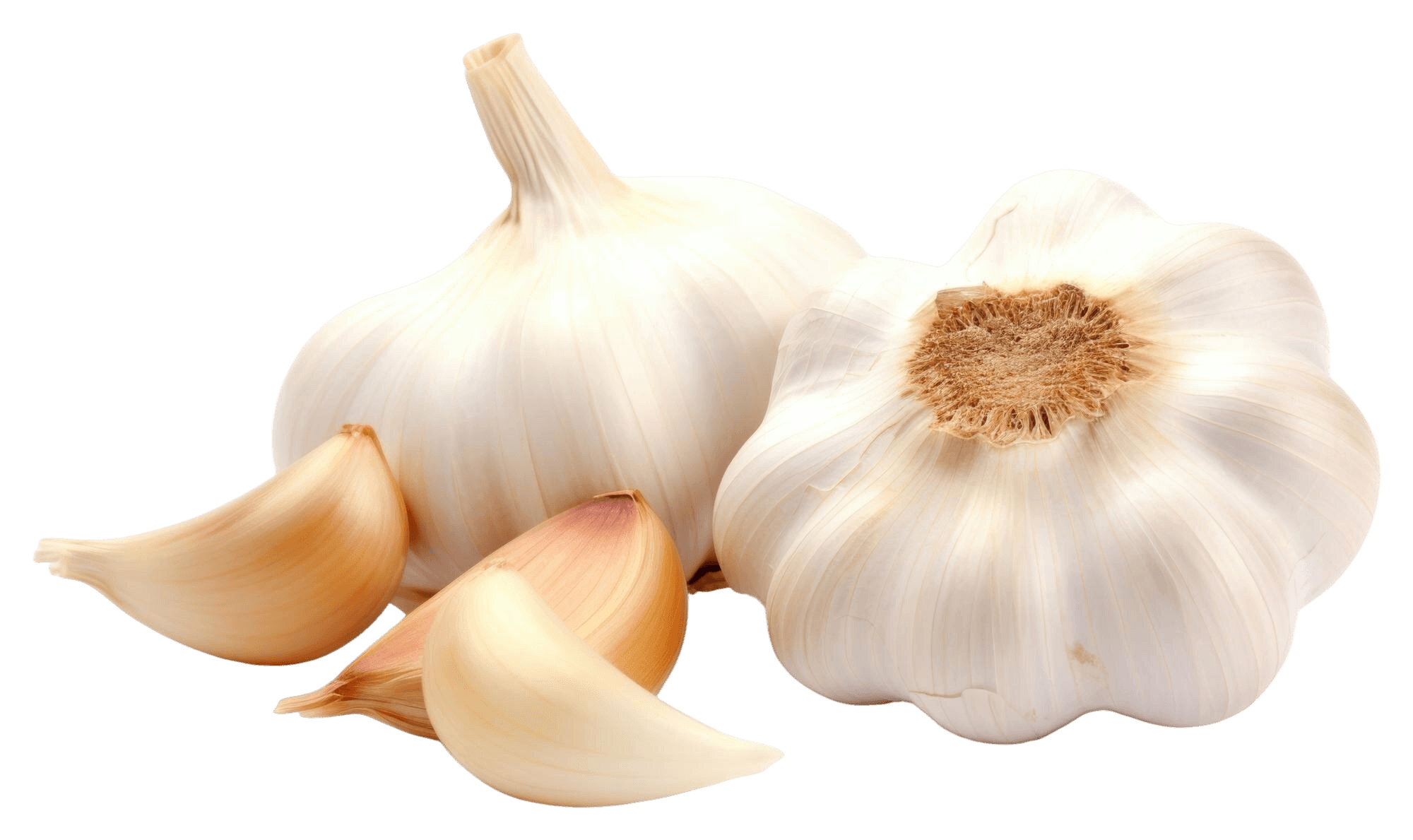 Garlic