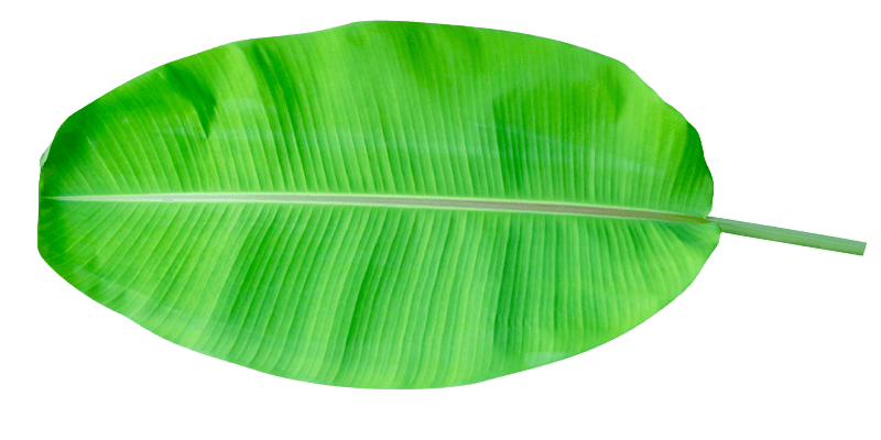 Banana Leaf